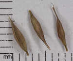 White edge sedge